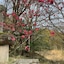 Kinosato Yamanoyu