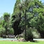 The Pecan Tree