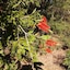 Bottlebrush B&B