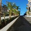 Palm Tree Hill