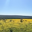 Simbavati Cederberg Ridge
