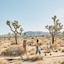 Autocamp Joshua Tree