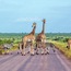 Kruger Park