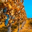 Mendoza